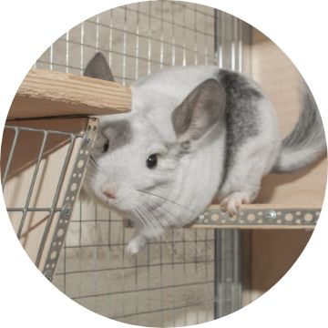 Petsmart on sale chinchilla cage