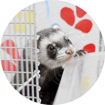 Petsmart with ferrets near sales me