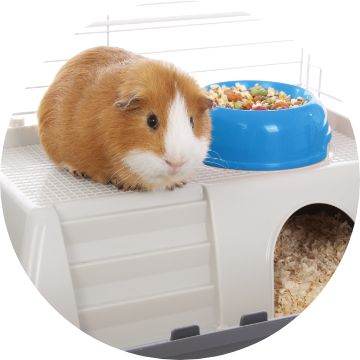 Various Guinea Pigs Petsmart Pet, Stock Video