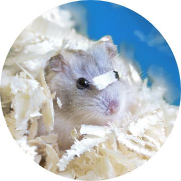 Image of hamster in bedding.