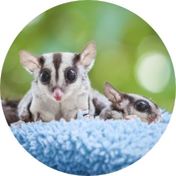 Pet stores near outlet me with sugar gliders