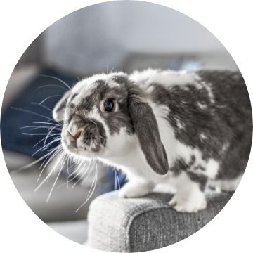 Petsmart rabbits deals