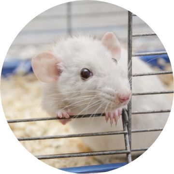 Petsmart rat clearance food