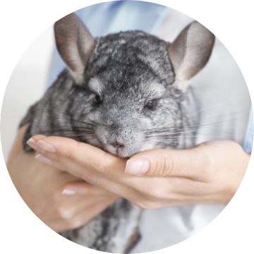 Petsmart shop chinchilla cage