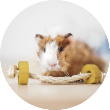 Various Guinea Pigs Petsmart Pet, Stock Video