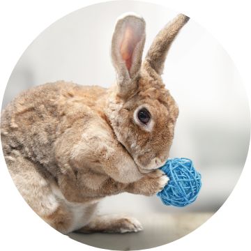 Petsmart best sale bunny prices