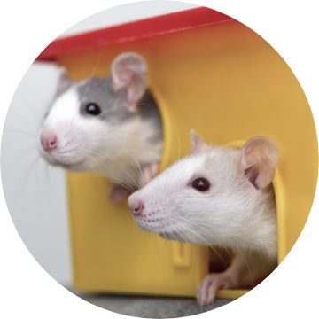 Petsmart rat outlet food