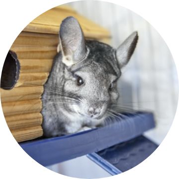 Chinchilla accessories outlet and toys