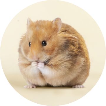 Hamster best sale price petsmart