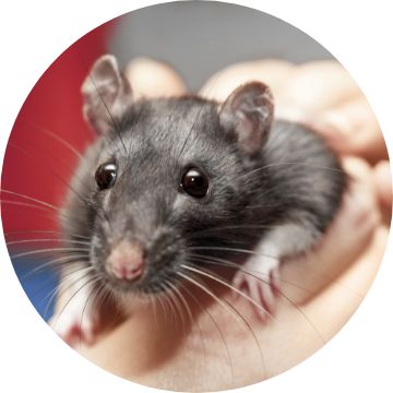 Petsmart rats for hot sale sale