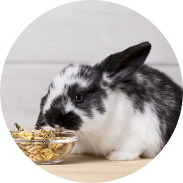 Dwarf bunnies for sale at petsmart sale