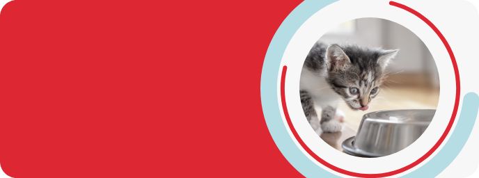 Kitten Food - Dry & Wet Kitten Food | PetSmart Canada