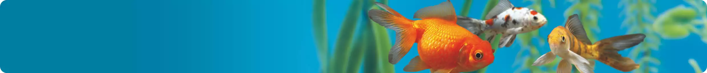 Image of fishes swimming