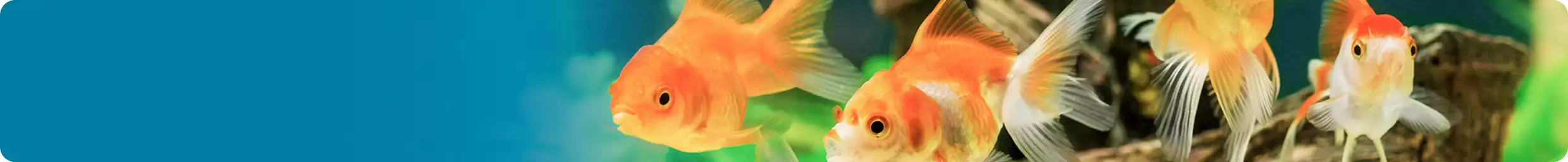 Goldfish image