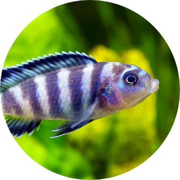 Petsmart cichlids clearance