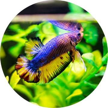 Betta fish hot sale food petsmart