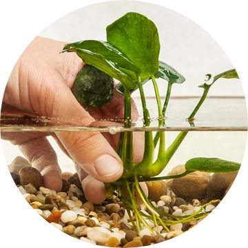 Placing plant in tank.