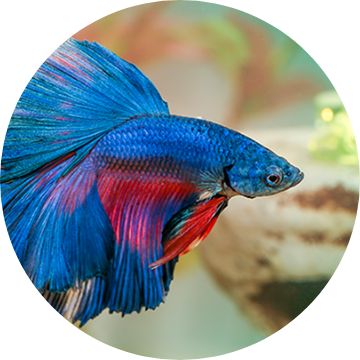 Betta fish cheap supplies