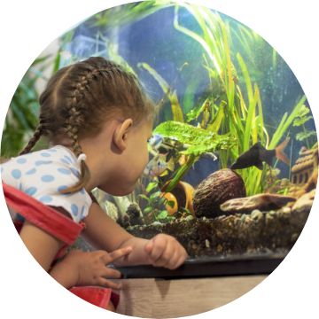 Fish Store - Live Pet Fish, Supplies, Products & Tank Accessories