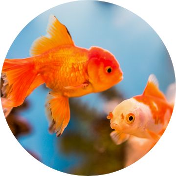 Two goldfish swimming.