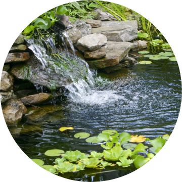 NH, KOI-Pond Fish For Sale, Fish Food Store, Supplies