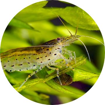 4+ Live Freshwater Ghost Shrimp; FREE SHIPPING