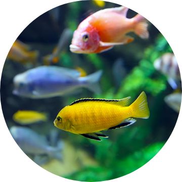 Petsmart hotsell glofish tetra