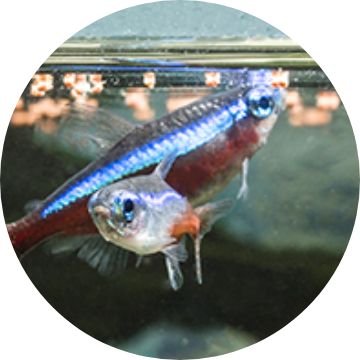 Fish to buy outlet at petsmart