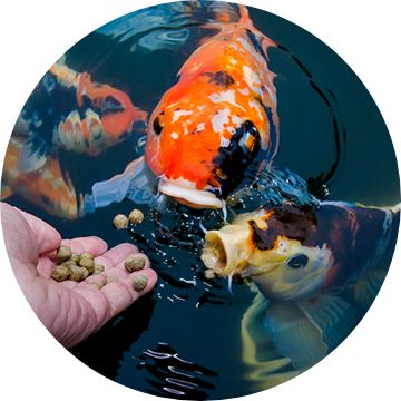 Koi fish 2025 prices petsmart