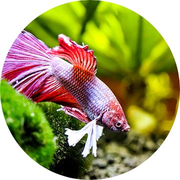 Fish Store - Pet Betta Fish Supplies & Tank Essentials