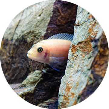 Petsmart cichlids outlet