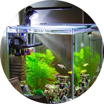 Petsmart fish outlet accessories