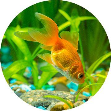 Petsmart goldfish hotsell