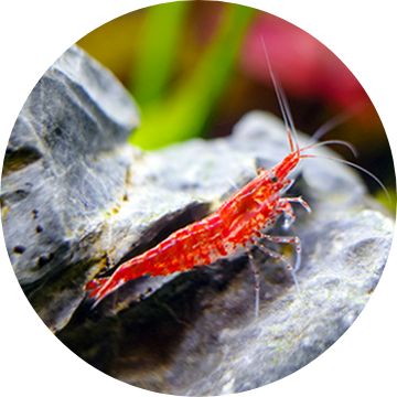 Shrimp in tank image