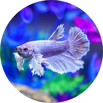 Fish Store - Pet Betta Fish Supplies & Tank Essentials