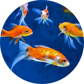 Fish Store Pet Goldfish Supplies Tank Accessories PetSmart