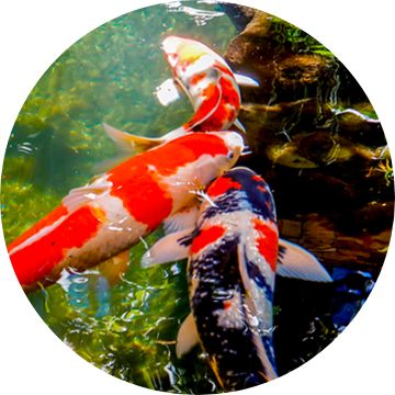 Koi fish 2025 prices petsmart