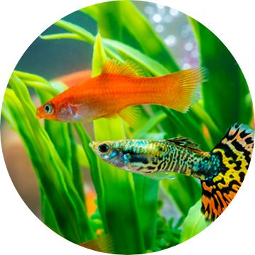 Shrimp Nano Tunnel - Shrimp Hide for Aquarium - Fish Tank Decor Tunnel 2  Pack - Wild Pet Supply