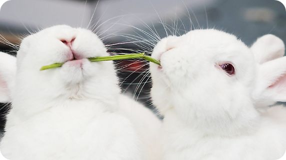 Pet Supplies, Accessories, and Pet Food - Pet Stores | PetSmart