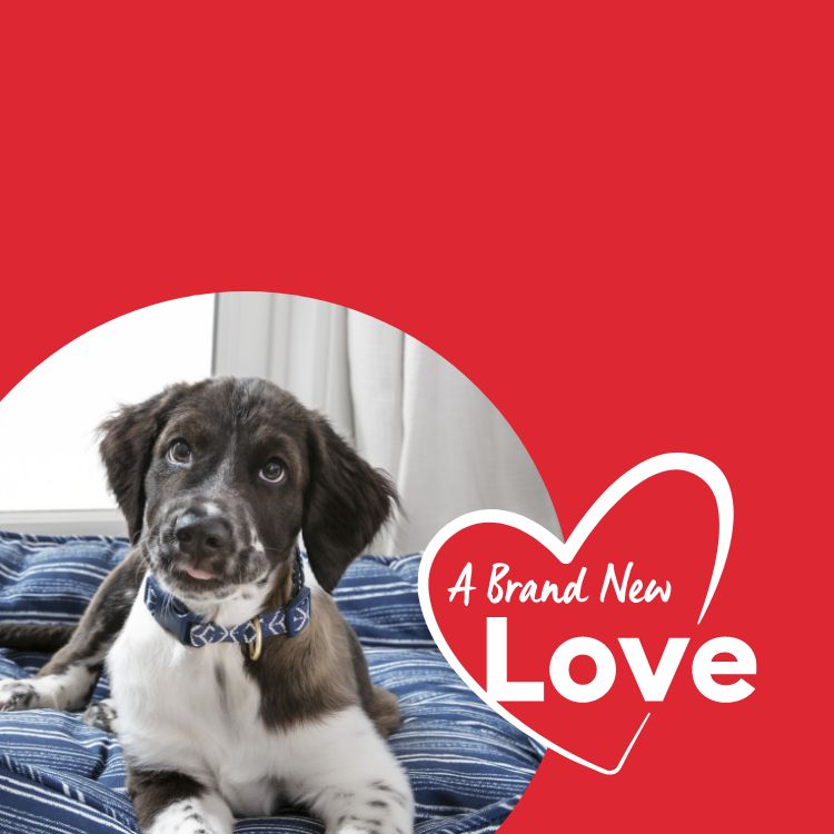 Petsmart Recovery Collar