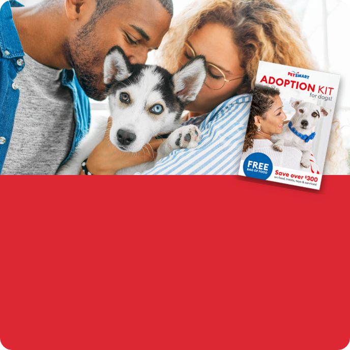 Dog dna test kit hot sale petsmart