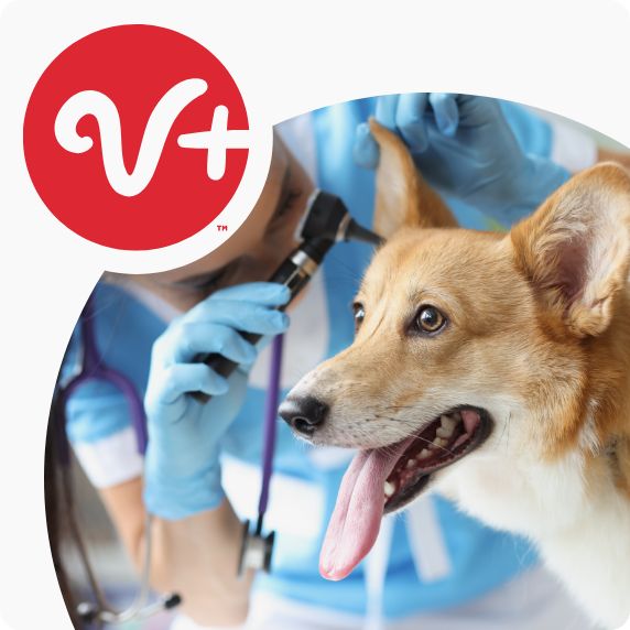 Veterinary Services