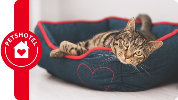 Cat PetsHotel