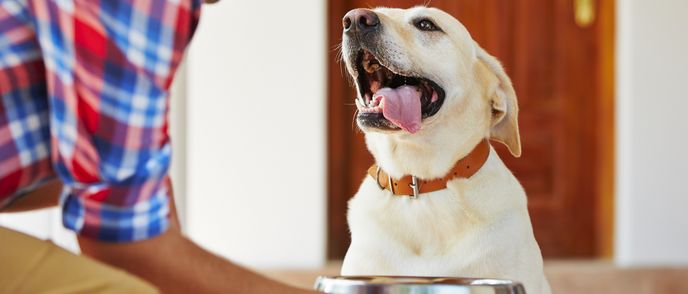 Recipes you can trust. Quality, safety-tested food to ensure what you’re feeding your pet is safe