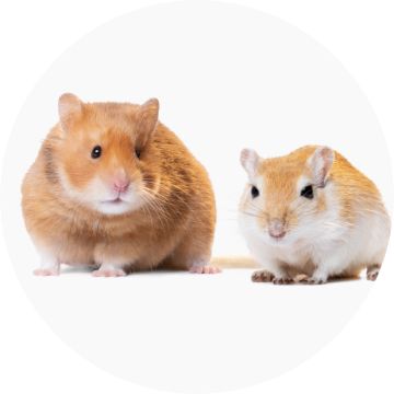 Petsmart hamster starter clearance kit