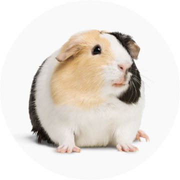 Guinea Pig