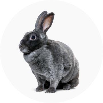 Petsmart rabbits best sale