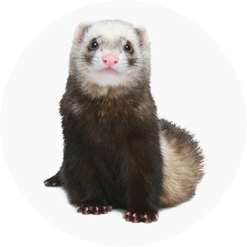 Pet shops that sell hot sale ferrets