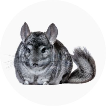 Chinchilla