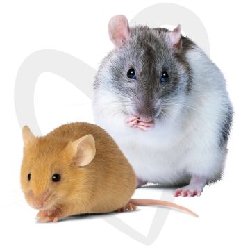 Rat & Mouse